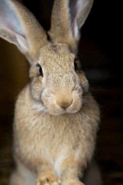 Genç meraklı bunny