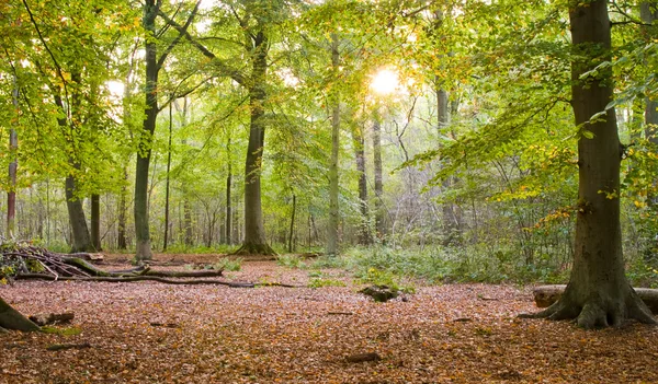 Comenzando bosque de otoño — Foto de Stock