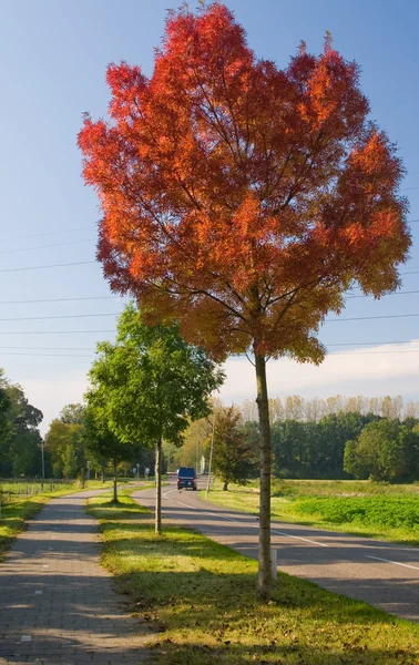 Röd höst träd — Stockfoto