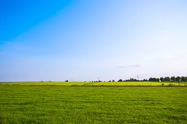 明るい緑の春の牧草地 — ストック写真