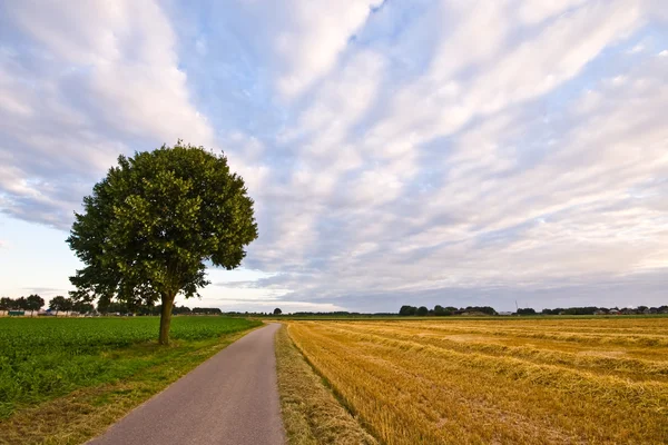Estrada rural com árvore — Fotografia de Stock
