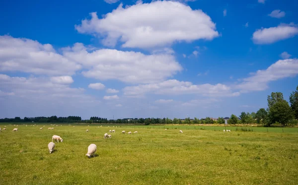 Пастбище с овцами и облаками — стоковое фото