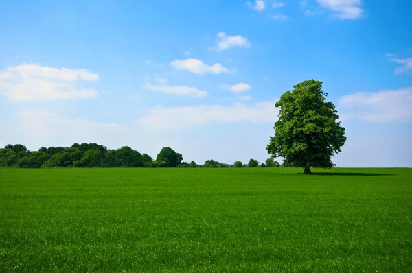 Grünfläche mit Baum — Stockfoto