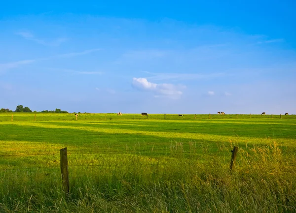 Pasto verde fresco e céu azul — Fotografia de Stock
