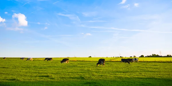 Green pasture with cows — Stock Photo, Image