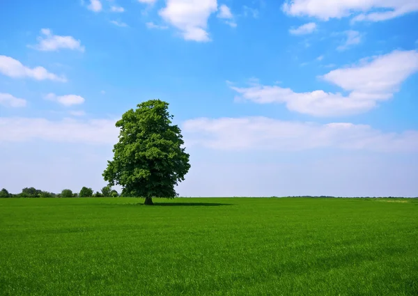 Grünfläche mit Baum — Stockfoto