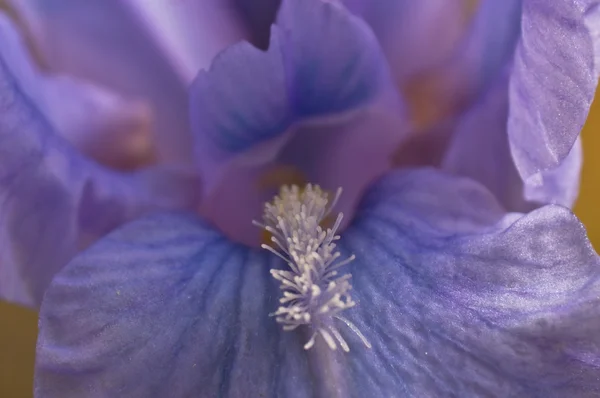 Stock image Iris looking like angel