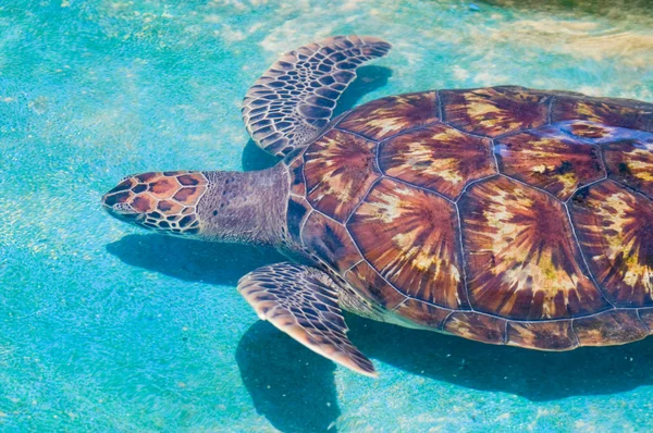 Swimming sea turtle — Stock Photo, Image