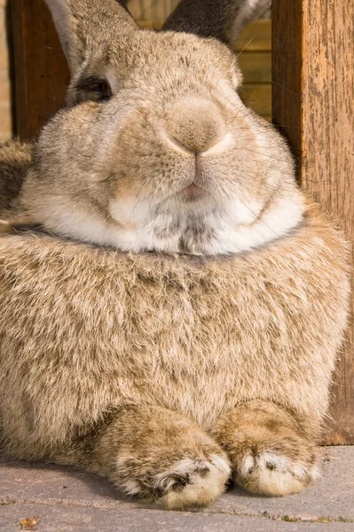 Otoriter bunny — Stok fotoğraf