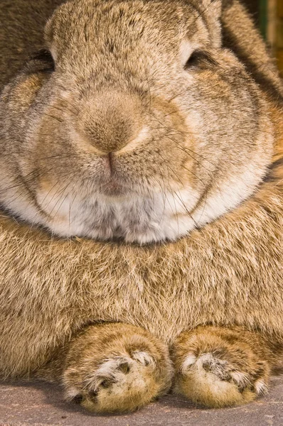 Kaninchen ruhen — Stockfoto