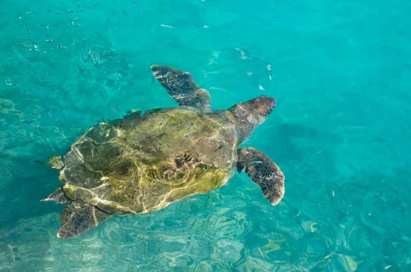 stock image Swimming sea turtle