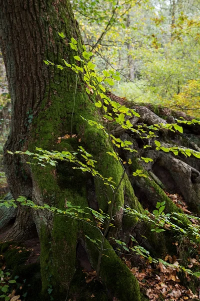 Herbstlicher Waldstamm — Stockfoto