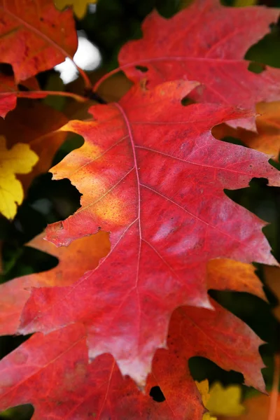 stock image Red autumn leaves