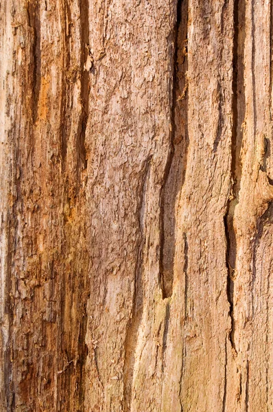 stock image Natural old bark