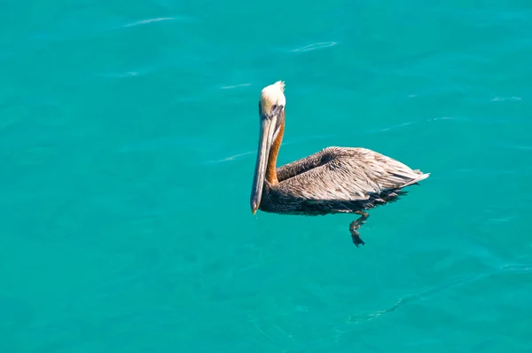 stock image Floating pelican