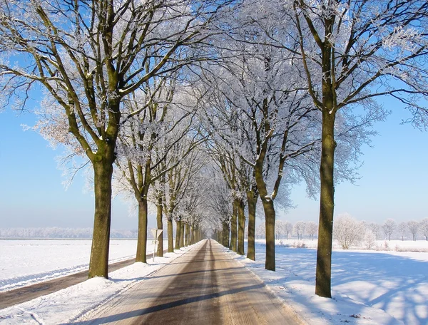 Paisaje de nieve con un carril de árboles — Foto de Stock