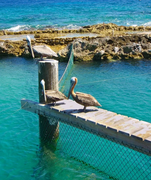 Três pelicanos — Fotografia de Stock