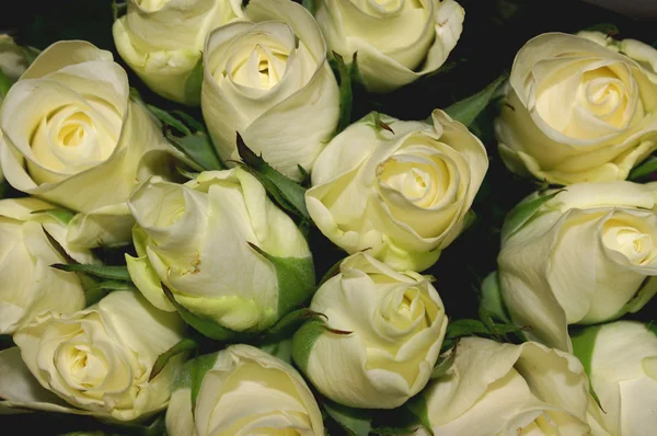 stock image Bouquet