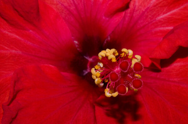 Etreme close up hibiscus