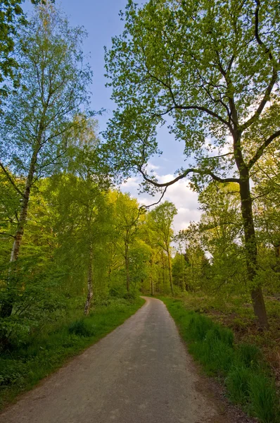 Forest road — Stockfoto