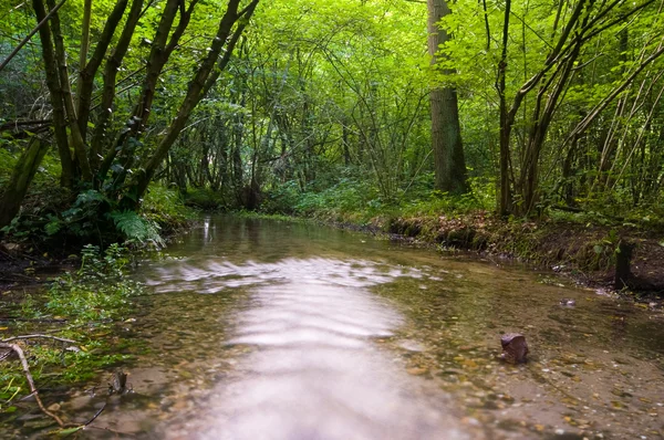 Floresta de verão com riacho — Fotografia de Stock