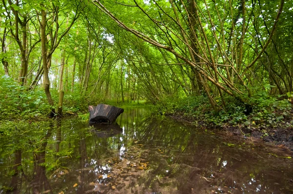 Bosque de verano con arroyo —  Fotos de Stock