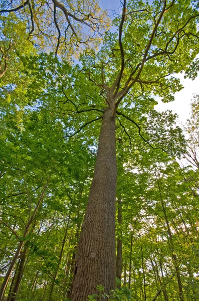Stamboom van onderen met schors zichtbaar — Stockfoto