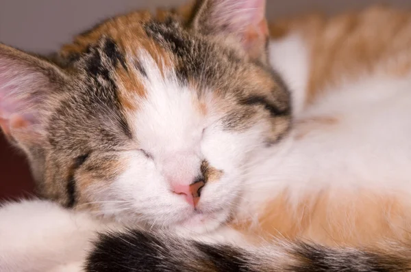 stock image Cute little cat sleeping