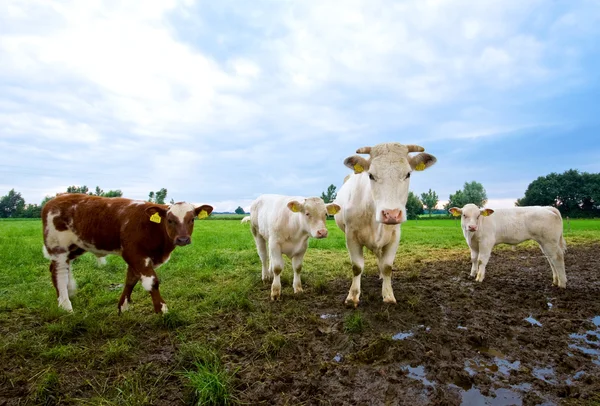 Nieuwsgierig koeien — Stockfoto