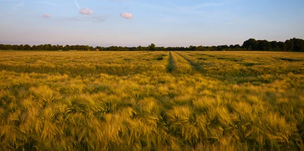 Terreni agricoli estivi rurali — Foto Stock