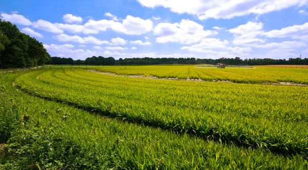 Zelené pastviny — Stock fotografie