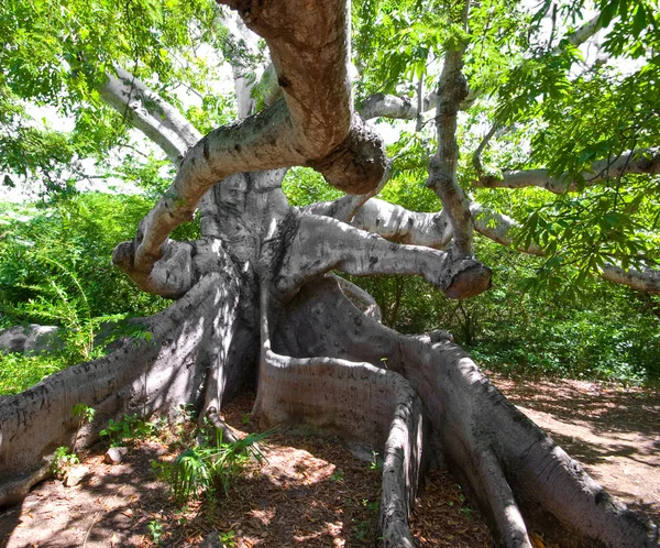 Kapok starożytnego drzewa — Zdjęcie stockowe