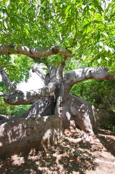 Oude kapok boom — Stockfoto