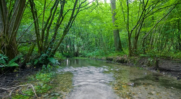 Summer forest with creek — Stock Photo, Image