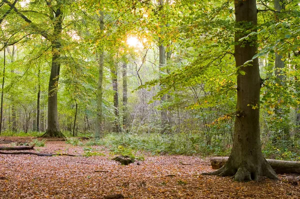 秋天的日落森林 — 图库照片