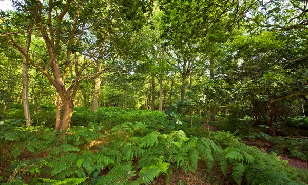 Bos met varens kreupelhout — Stockfoto