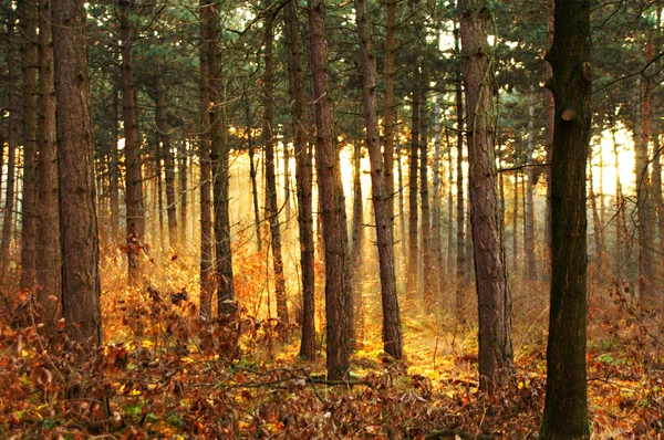 Sun fire skog — Stockfoto
