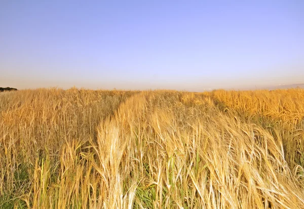 Summer hay field — Stock Photo, Image