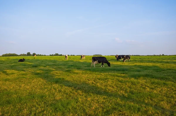 放牧的奶牛 — 图库照片