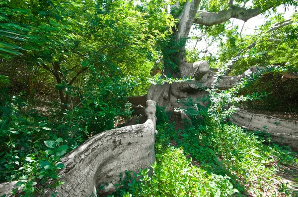 Ancien arbre kapok — Photo
