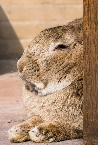Отдыхающий кролик — стоковое фото