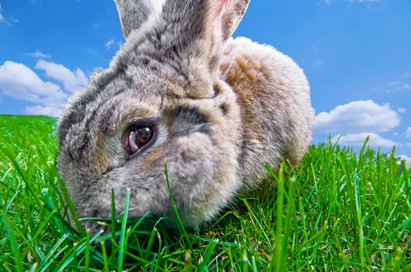Komik Tavşan — Stok fotoğraf