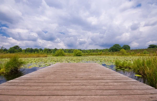 Cais de madeira em uma lagoa de lírio — Fotografia de Stock