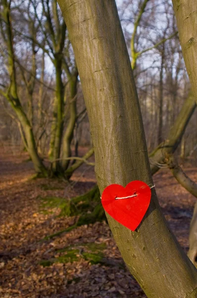 Kærlighedstræ - Stock-foto