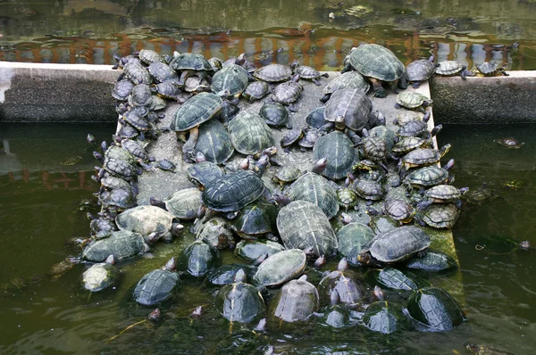 stock image Turtle traffic