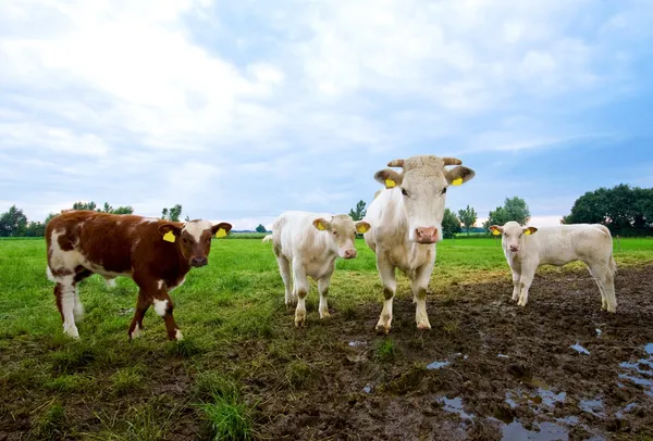 Neugierige Kühe — Stockfoto