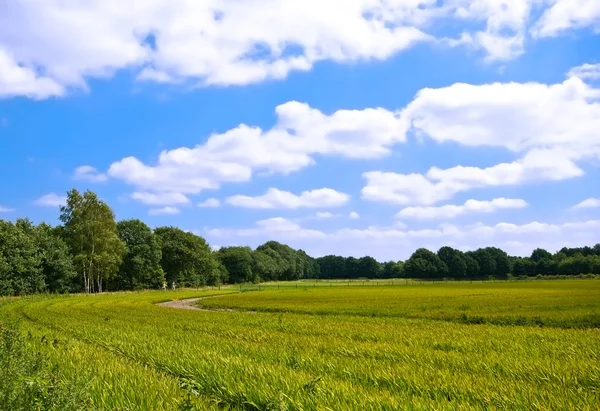 밝은 녹색 농업 농지 — 스톡 사진