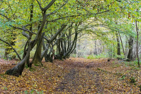 Carril de otoño en un bosque —  Fotos de Stock