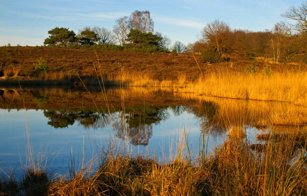 Reflexión de otoño en un estanque — Foto de Stock