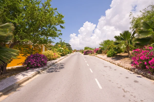 Tropical road on a sunny day — Stock Photo, Image